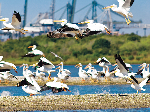 birds 4_cropped